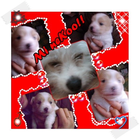 Aqui vemos a mi perro de cachorro y un poco mas mayor.collage!